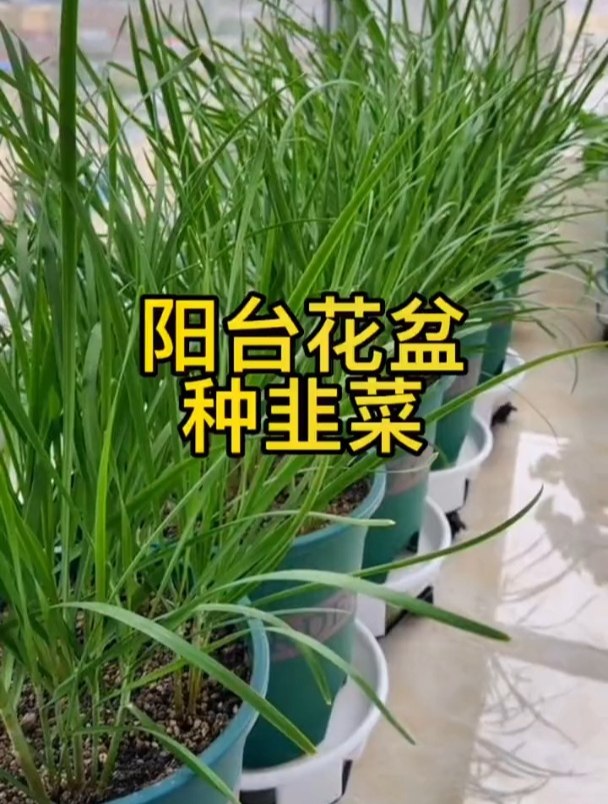 家中盆栽韭菜,长势迅速还茂盛,养护轻松,生长爆满盆!