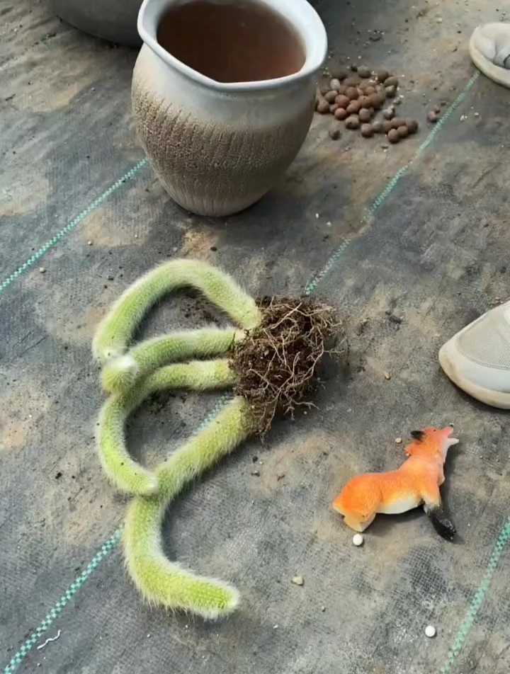 多肉植物养护小常识