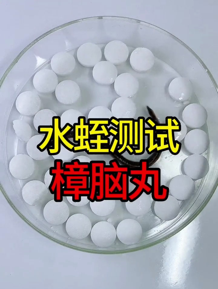 水蛭遇上驱虫的樟脑丸,能否全身而退呢?