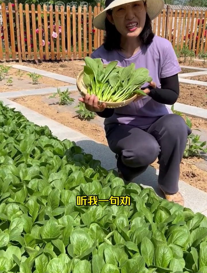 别再种普通小青菜了 试试这个小菘菜