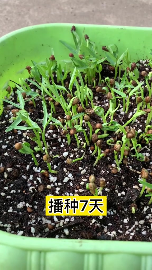 空心菜育苗方法,种植小技巧