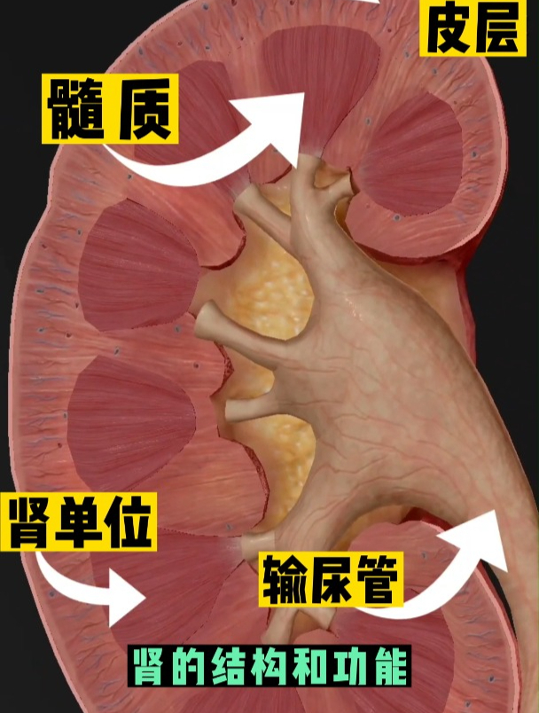 肾脏的结构(3D动画演示)