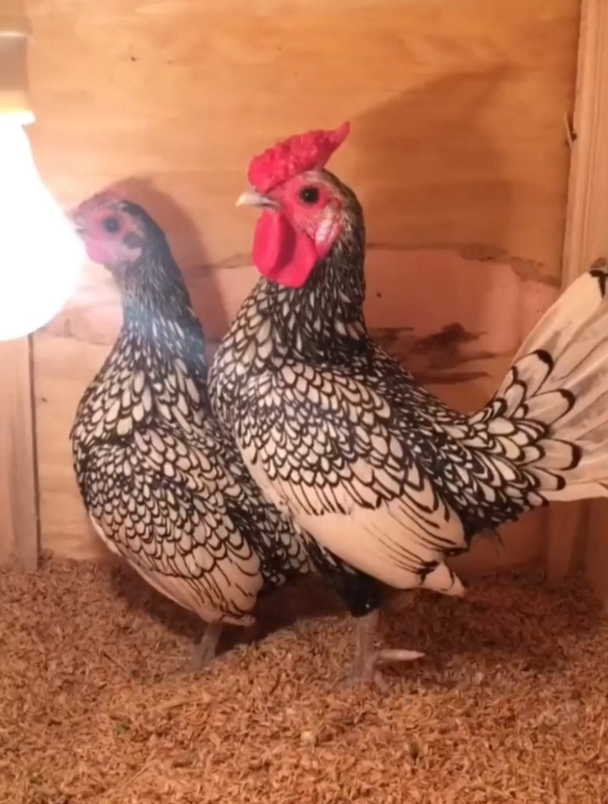 全身长满鱼鳞的鸡你见过吗?