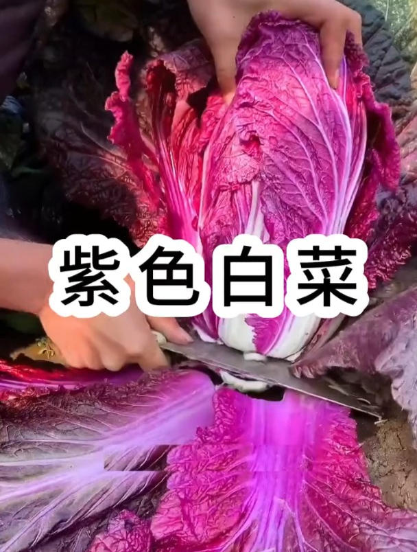 养花不如种菜,入冬前阳台种上“紫白菜”,既能观赏还能食用!