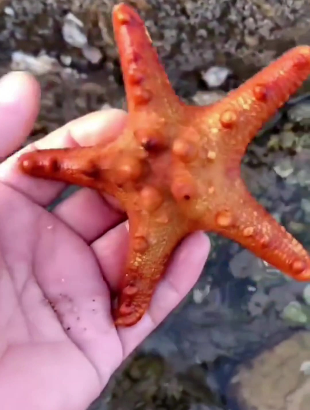海边赶海,发现了一只正在吃鱼的海葵,还有许多神奇的海洋小生物
