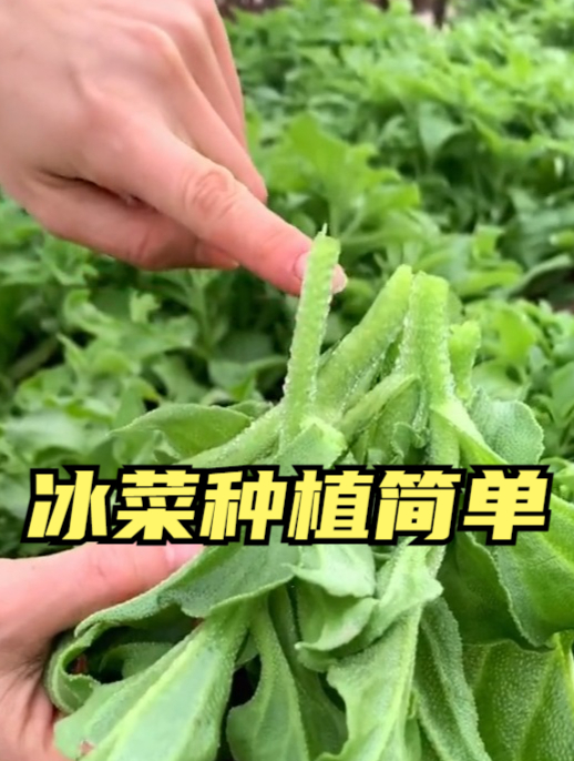 农村一种水晶菜,富含植物盐,懂吃的人却不多