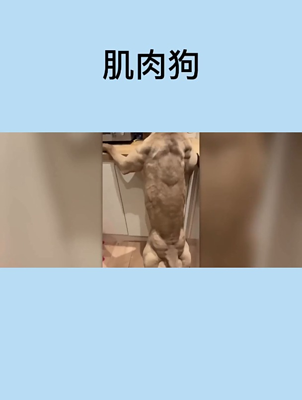 肌肉狗狗,很凶猛