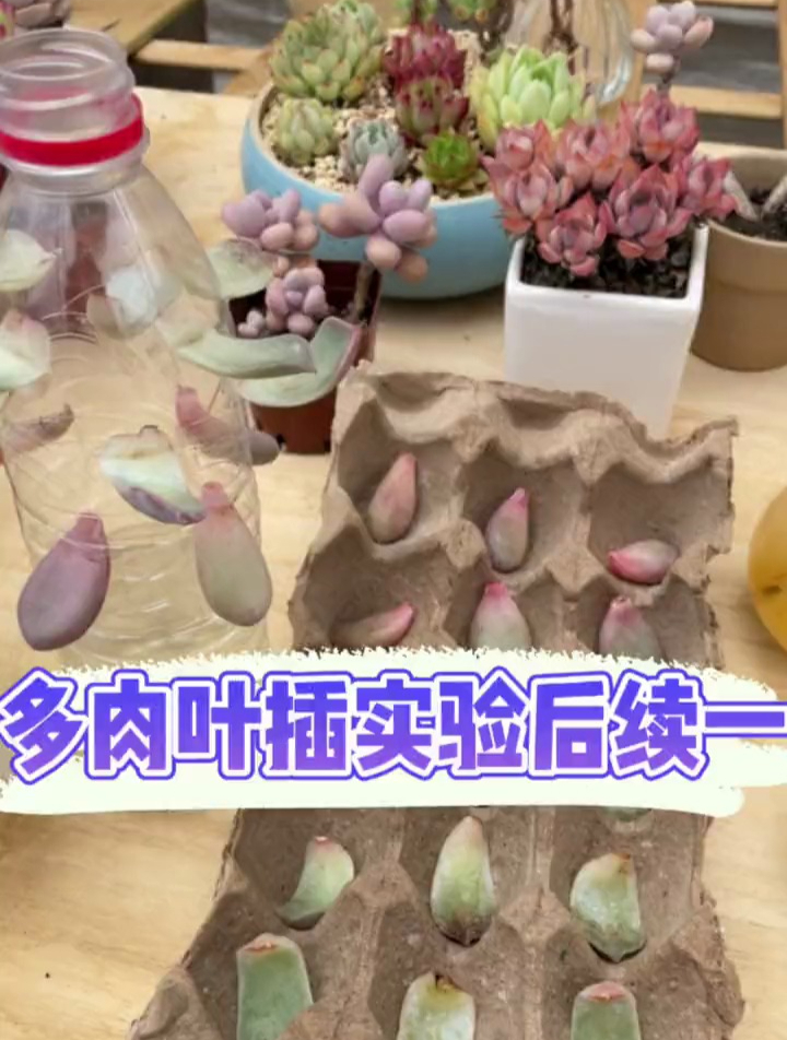 叶插多肉实验后续一,水培多肉后续