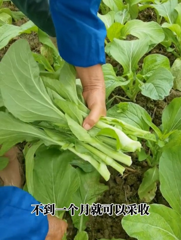 这个菜苔少有人吃过,鲜嫩多汁,秋季正好种植,营养价值高!