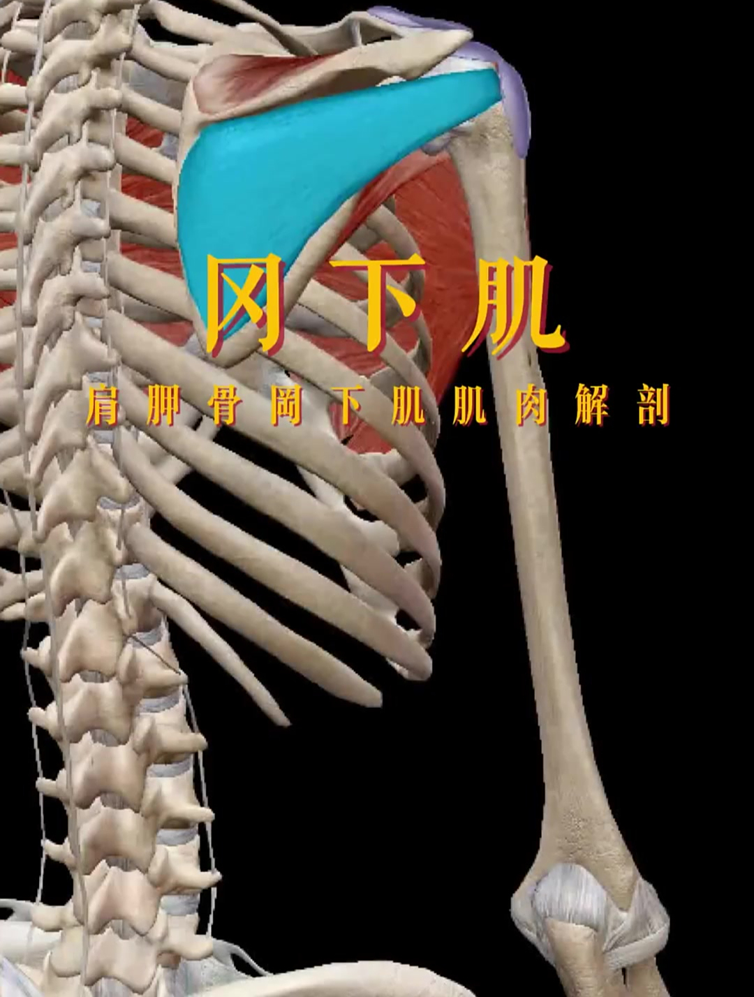 冈下肌肩肌肉解剖