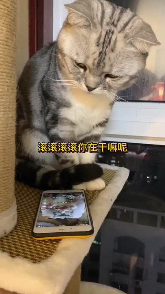 在线追求王泡芙,可惜人家有对象啦!