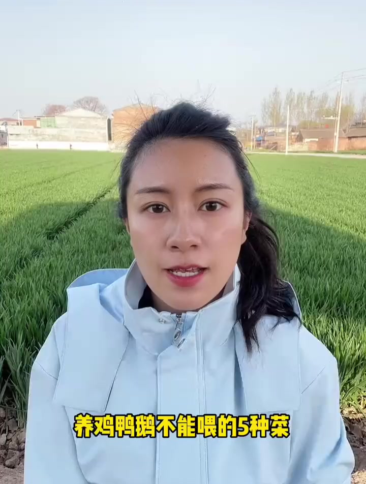 农村散养鸡鸭鹅,不能喂的5种菜