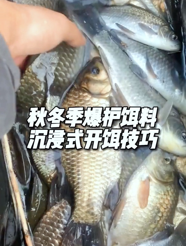 沉浸式开饵,一杯饵料一杯水,新手也能钓大鱼,份量适中不浪费