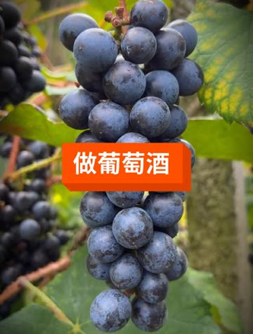 摘了一百多斤刺葡萄,看看能酿出多少葡萄酒