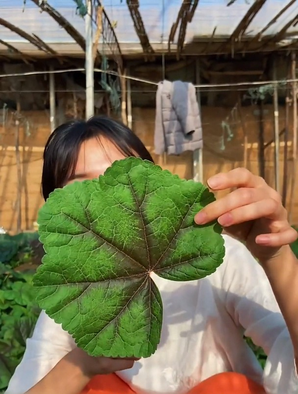 古老传统的蔬菜“冬寒菜”,特别耐寒,从幼苗到开花前都可采收!
