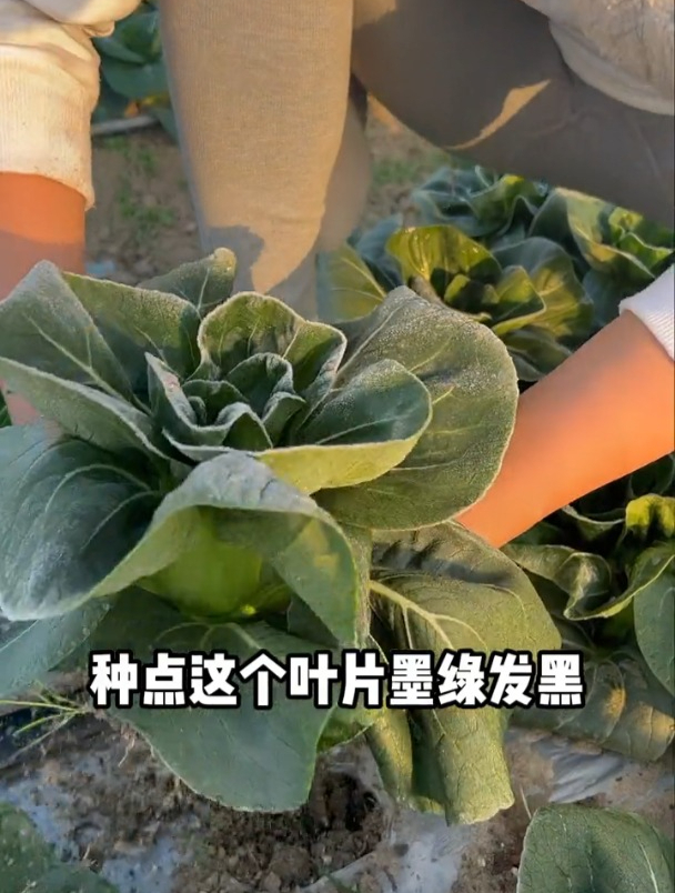 油菜“新品种”,黑叶矮脚,营养特别丰富!