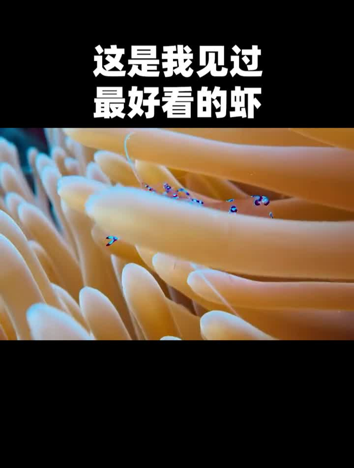 确实很好看!海洋生物海底世界好看鱼
