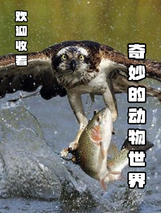 4鸟类残暴捕食10大名场面,贼鸥把小企鹅撕成碎片,啄木鸟游隼等
