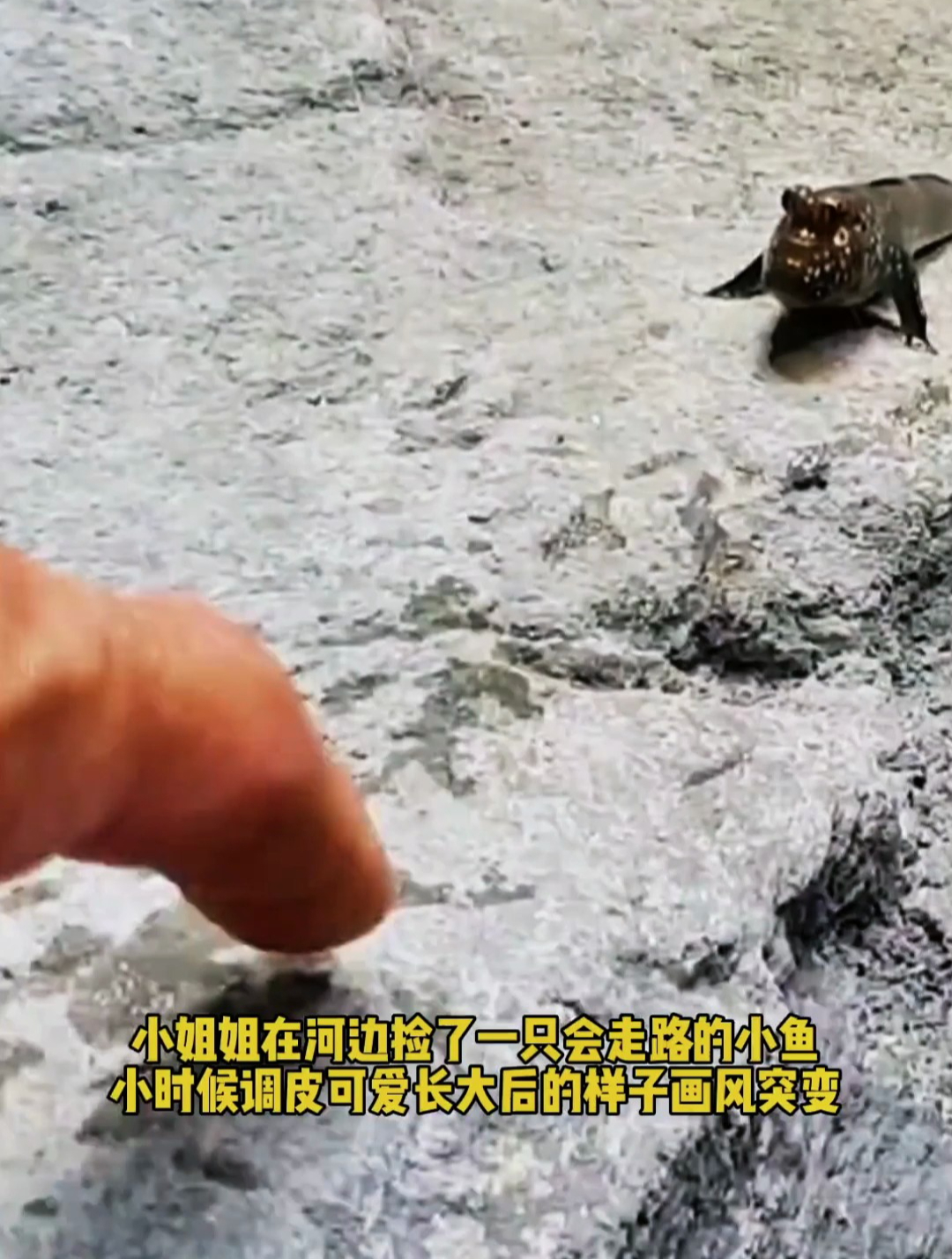 小姐姐捡了只会走路的小鱼,儿时调皮可爱长大后的样子画风突变!