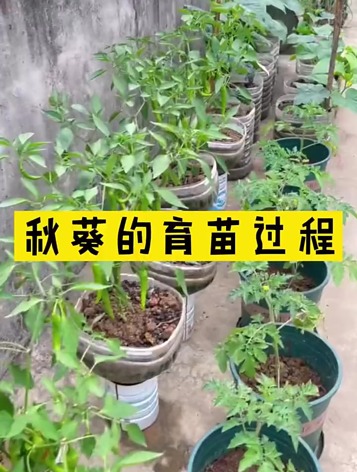 秋葵等果实类蔬菜如何育苗?