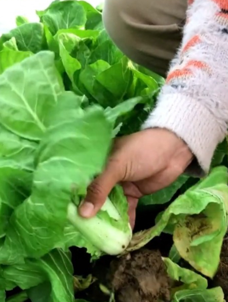 奶油快菜的3个“重点”,不烂根不脱帮,白菜苗长势好还没病虫害