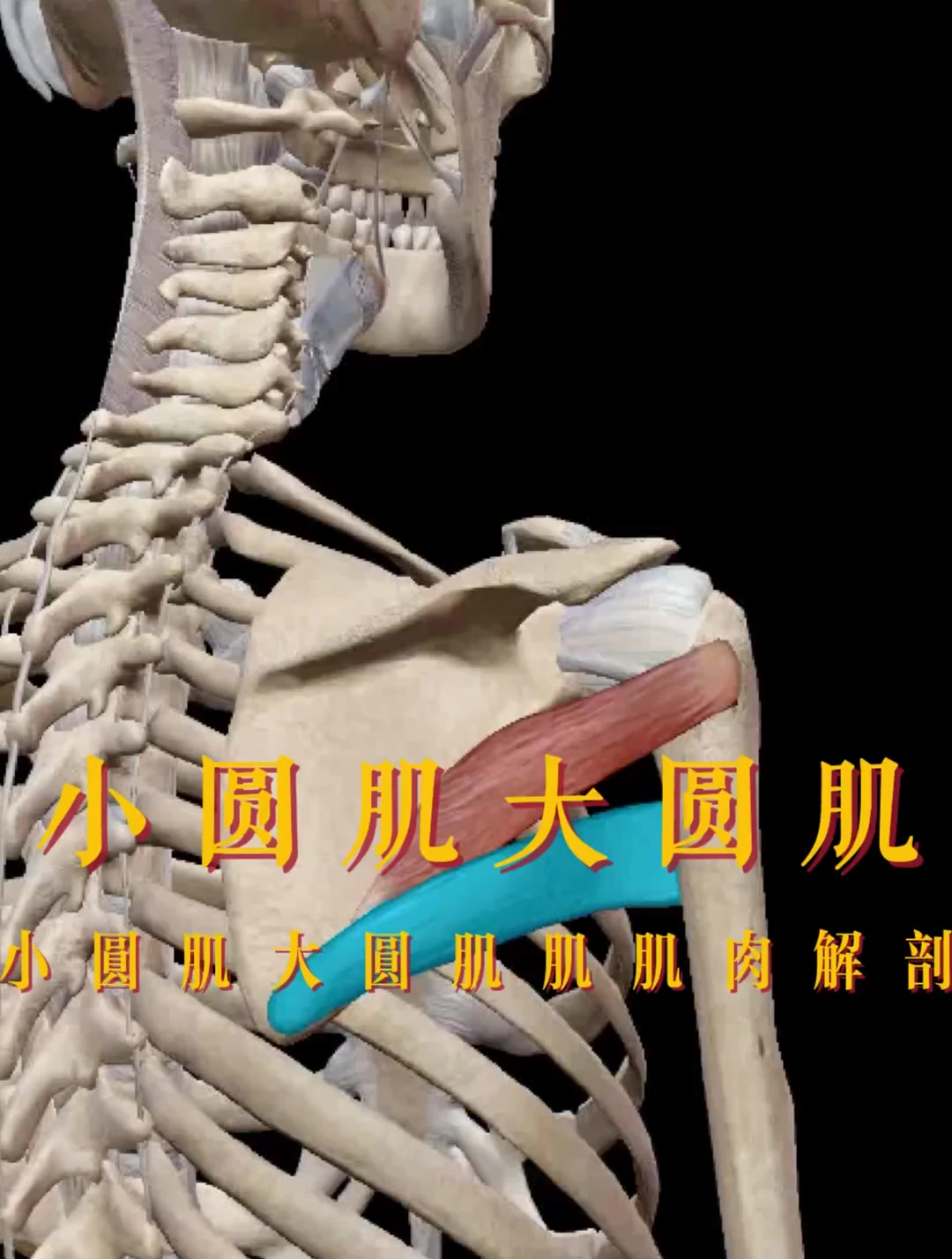 大圆肌和小圆肌的差异