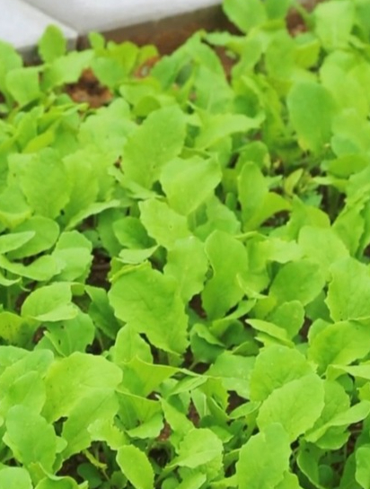 四季都可以种植的小白菜,记住两点,三天就发芽,不断根不烂叶!