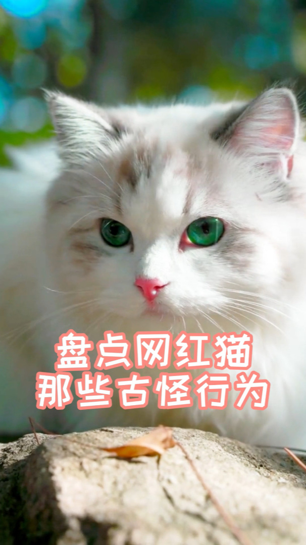 盘点网红猫的古怪行为