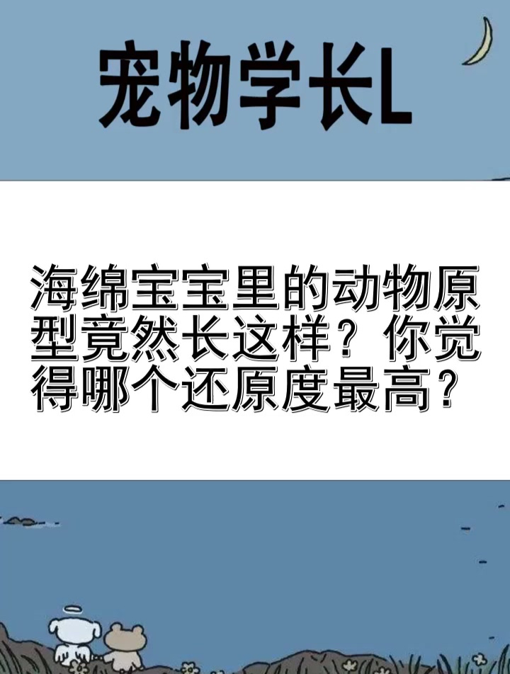 海绵宝宝里的动物原型竟然长这样?你觉得哪个还原度最高?