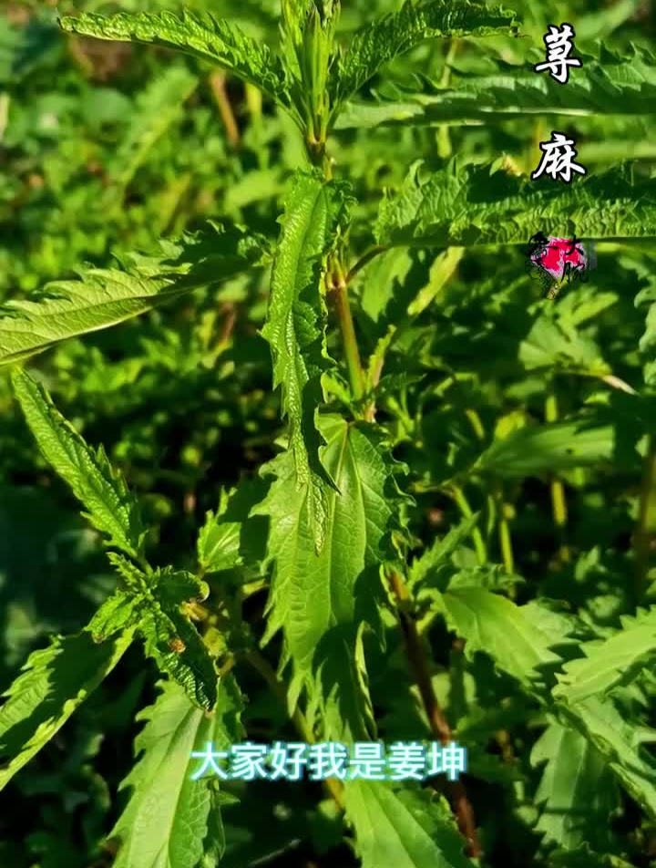 中草药荨麻,荨麻科植物,民间也叫蛰麻子,蜇人草