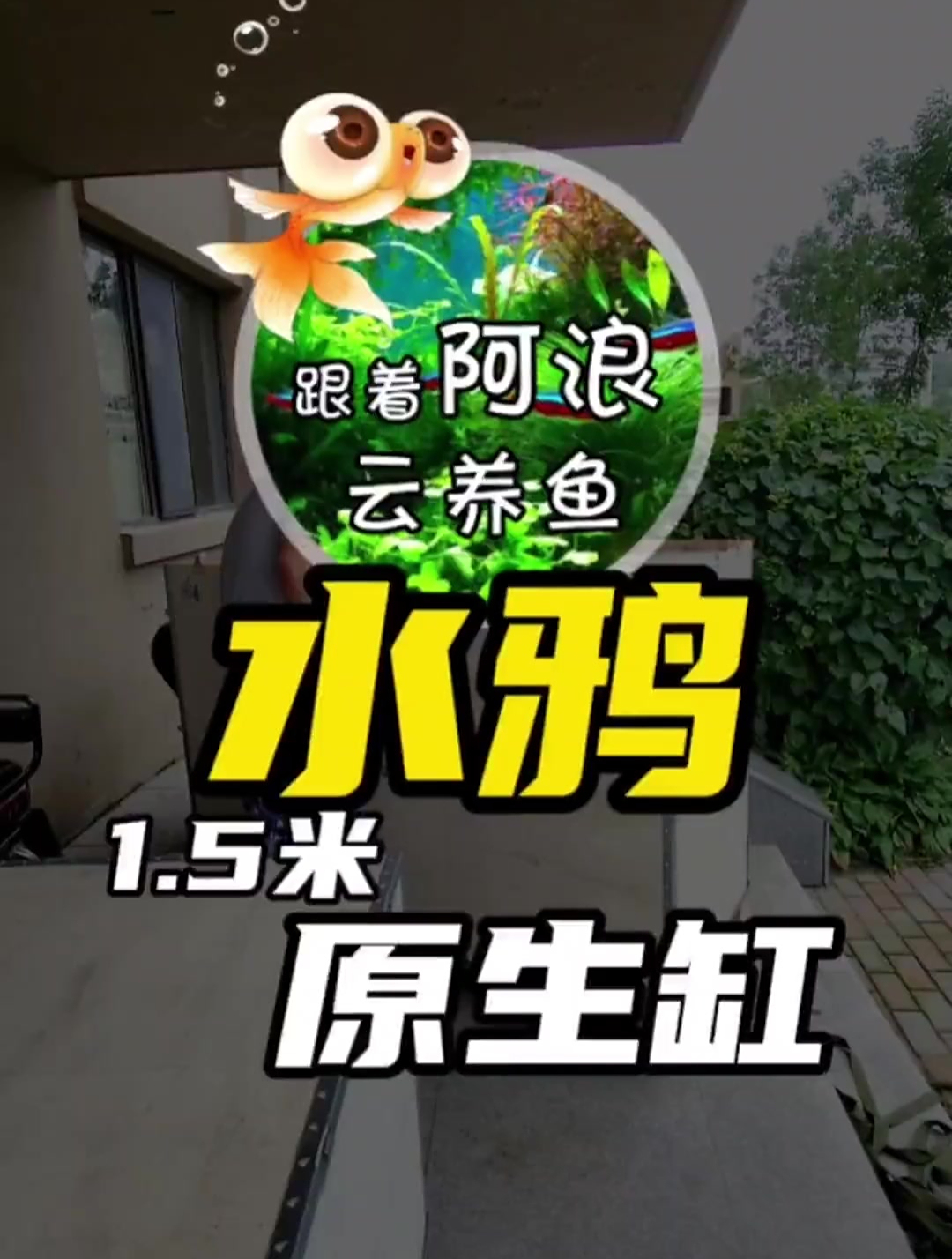 咱也体验一下这水鸦鱼缸