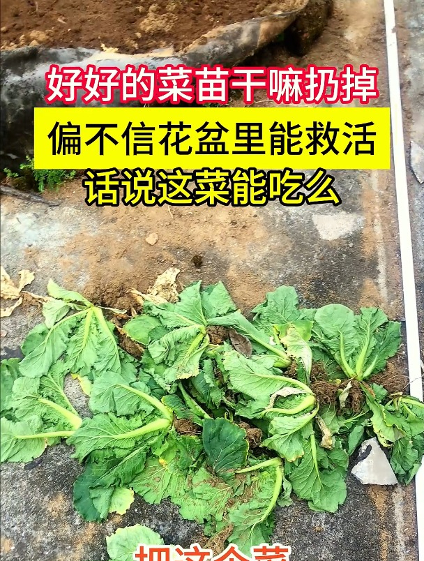 扔掉的菜苗还能救活么?不浪费,种花盆里,还能吃么?