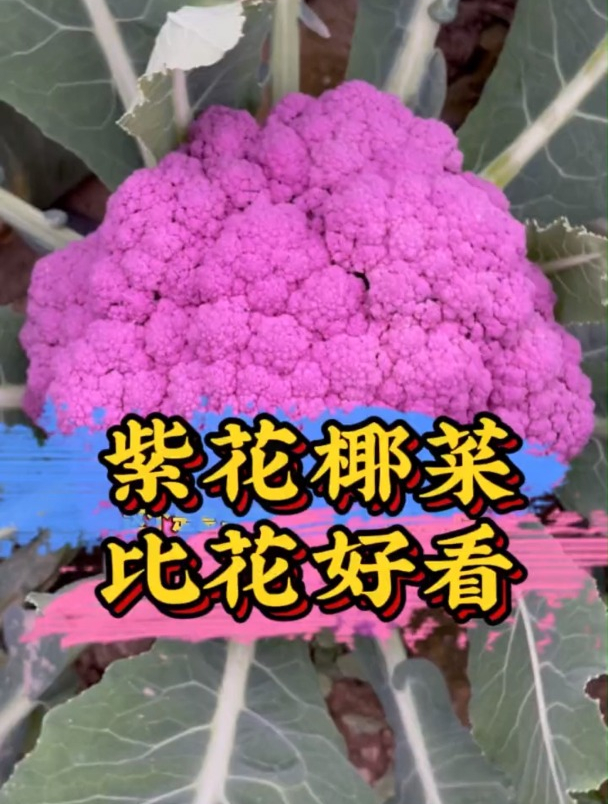 生长在地里的“紫花菜”你见过吗?种植方法同样简单,长见识了!