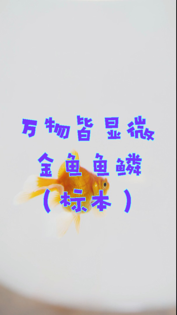 万物皆显微:金鱼鱼鳞(标本)