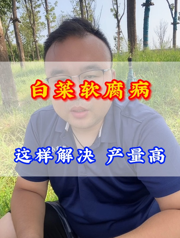白菜软腐病这样解决产量高3