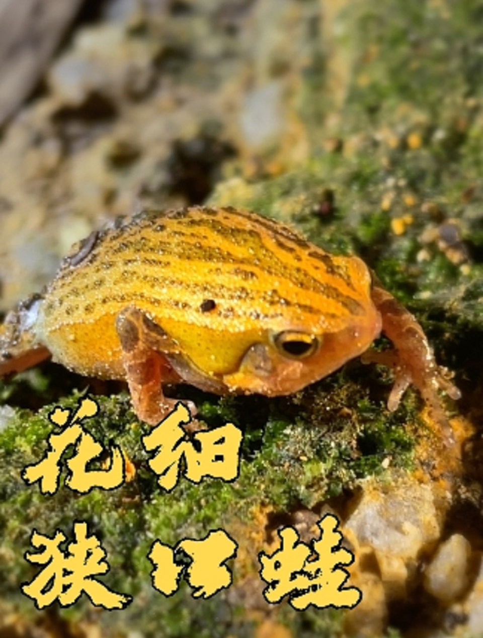 愤怒的小蛙——花细狭口蛙