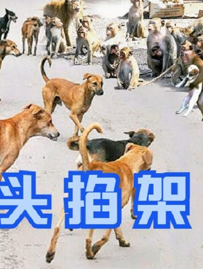 印度猴子泛滥,和狗子爆发动物大战,当地:抓到一只奖励50卢比2