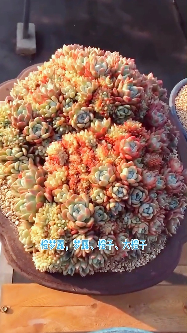 我养了一盘大橙子,只能看不能吃