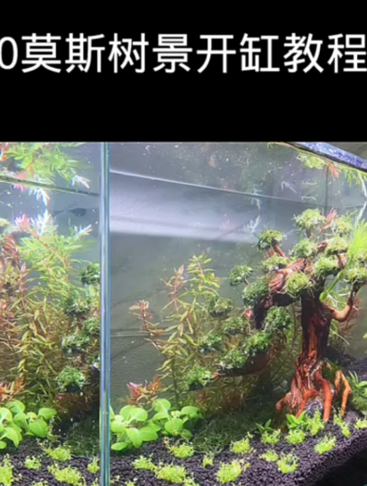 一树成景你喜欢吗?分享一个用水草泥和莫斯水草做的生态造景鱼缸