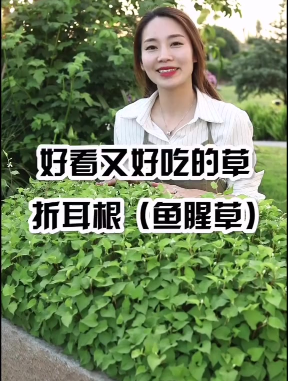 折耳根,鱼腥草除了吃原来还可以这么好看