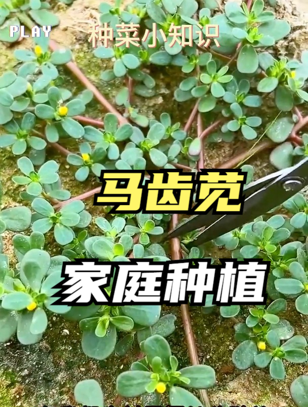 马齿苋是“救命”的良药?它隐藏的几个奇特功效,很多人都不懂!