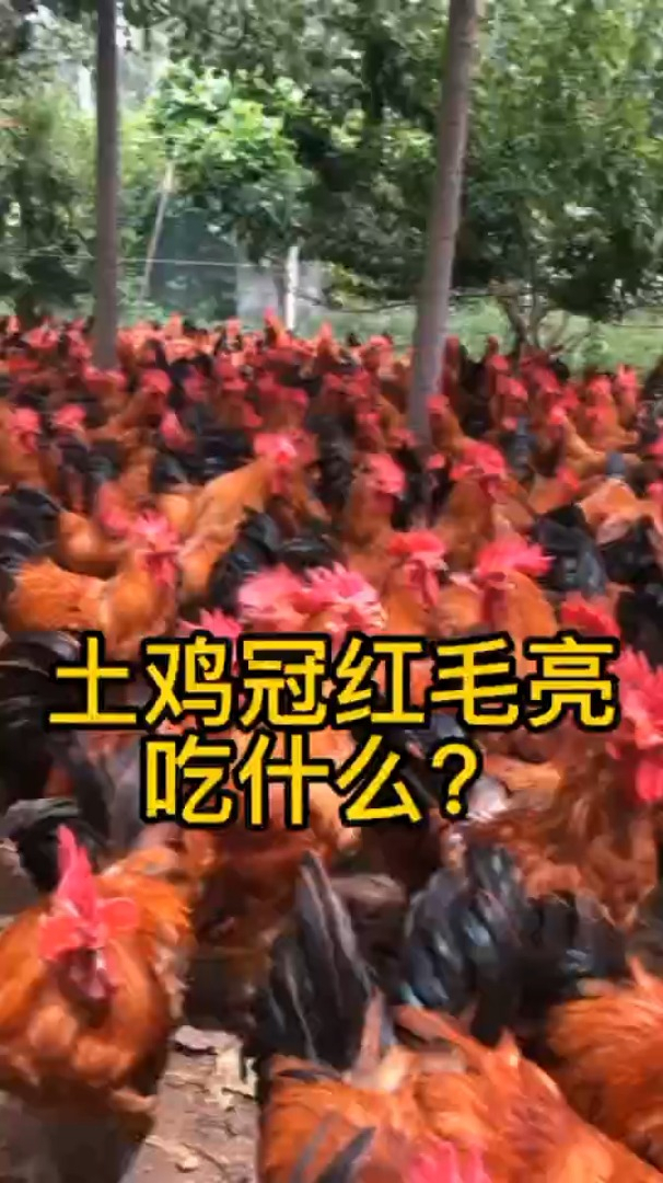土鸡吃啥冠头大 土鸡吃啥能快速红冠 公鸡冠红毛亮吃什么
