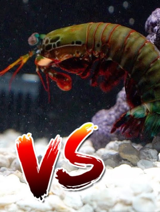 螳螂虾遇到巨型螃蟹,场面太刺激,这实力我服!