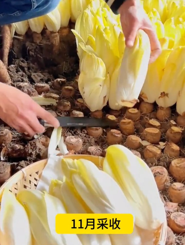 邻居盆栽“天价”白菜心,成熟后送了我一根,知道真名后我惊呆了