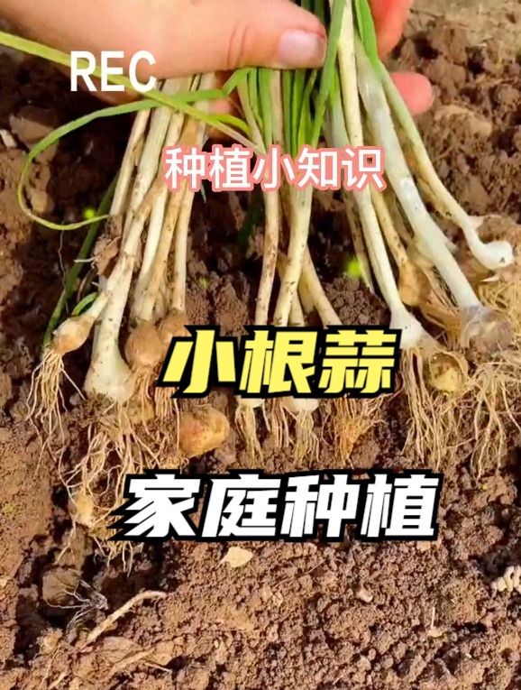 长得像葱又像蒜,人称小根蒜,比荠菜还营养,炒鸡蛋最香!