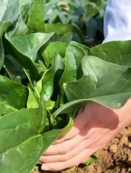 种植大叶菠菜有一点很重要,掌握“习性”,菠菜才能长得又大又壮!