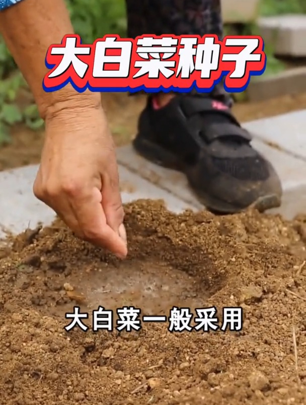 大白菜采用穴播的方式种植,撒籽前做好这几点,避免土壤板结!