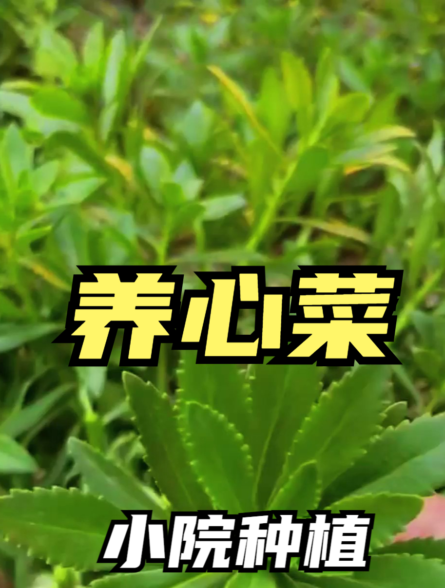 养心菜又叫“高钙菜”,美味又营养的保健菜,常吃身体好!