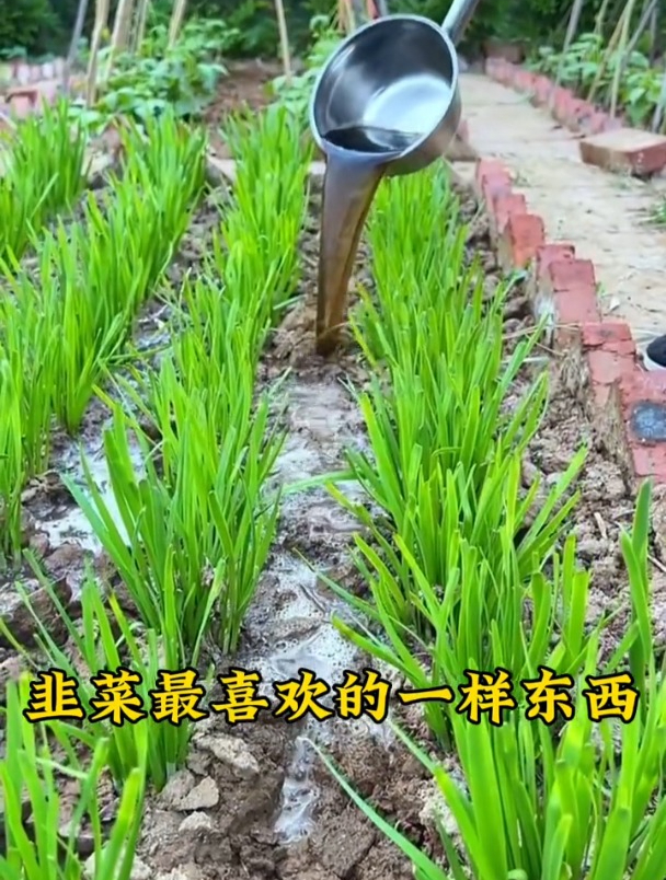韭菜跟粗叶绿关键并非是撒草木灰,很多人忽视了这“一物”