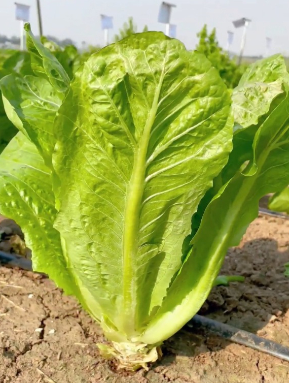 长相像孔雀的蔬菜你见过吗?涮火锅特别香,它就是“孔雀菜”!